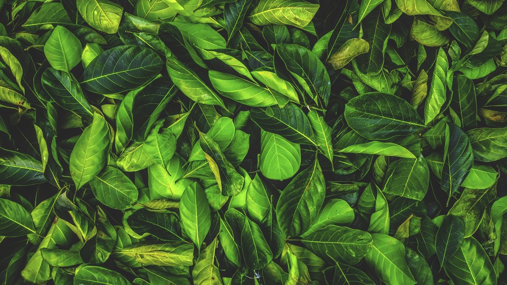 Photograph by  khan avi