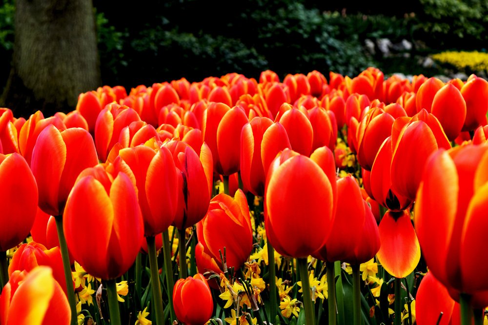 Photograph by Satish Nerlekar