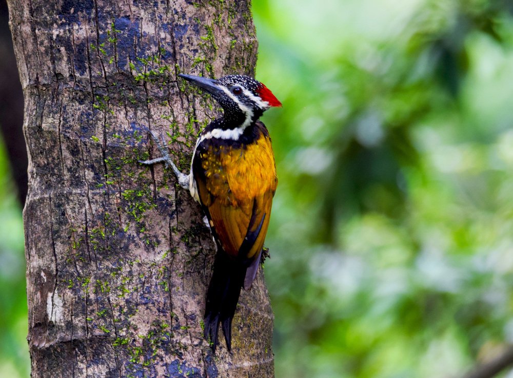 Photograph by Satish Nerlekar