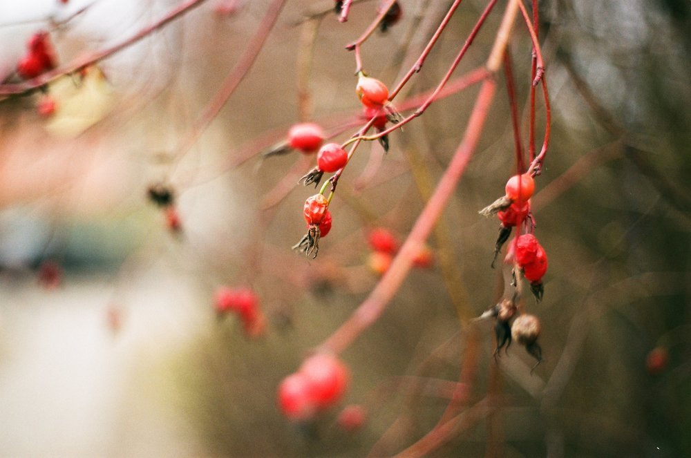 Photograph by Елизавета Воробьёва