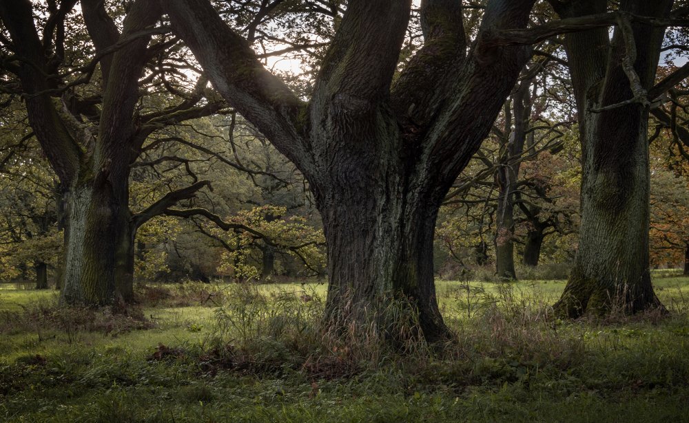 Мистические деревья