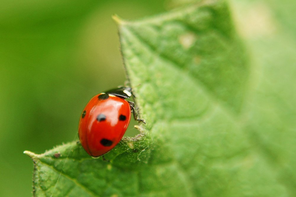 Photograph by Сергей Арямов