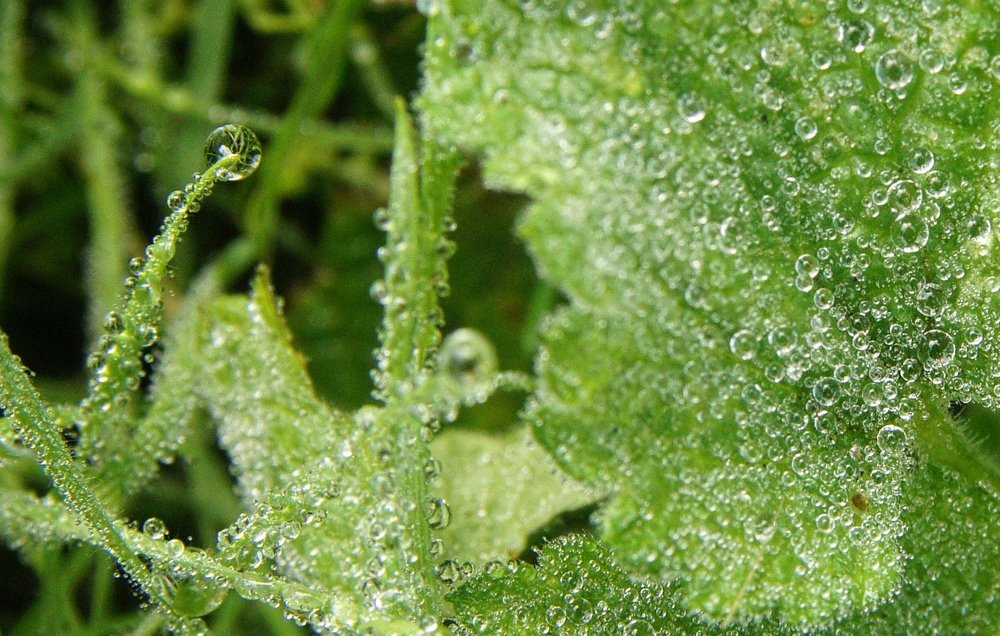 Photograph by Сергей Арямов