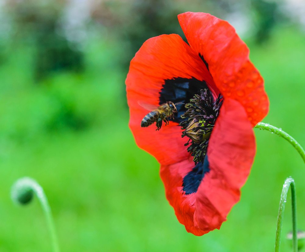 Фотография автора Севак Асрян