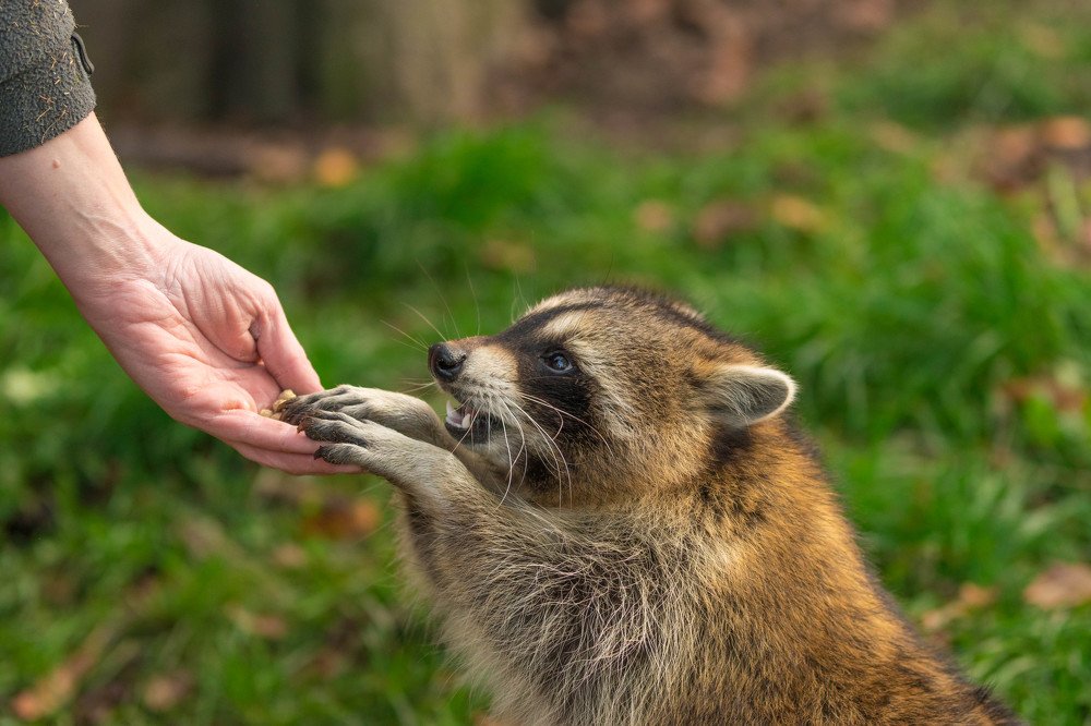 человек и енот