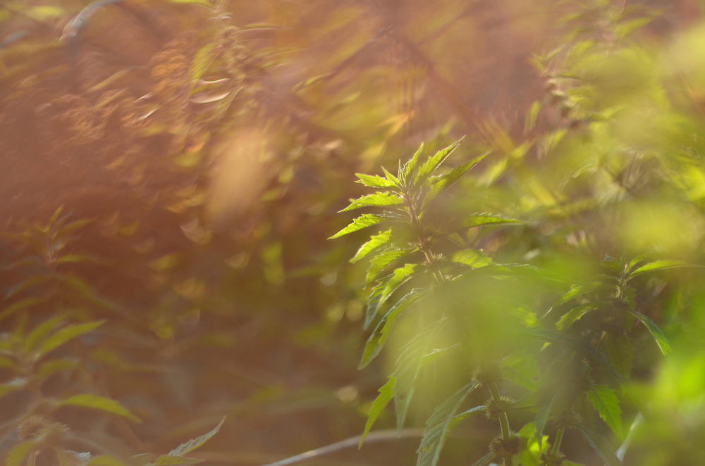 Photograph by Мария Кузьмина