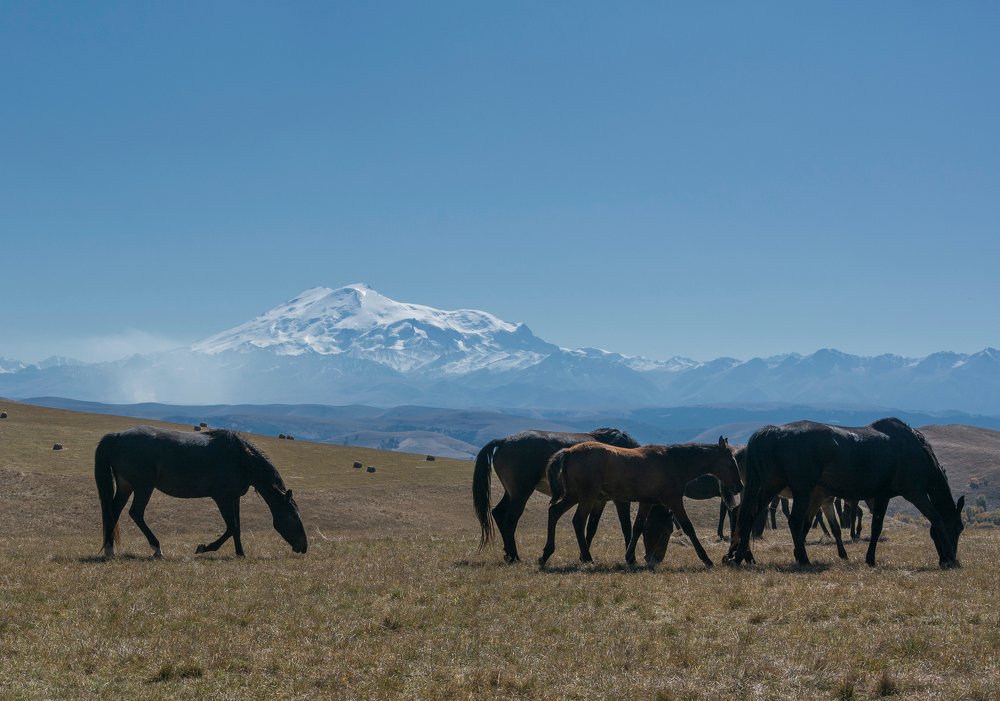 Пастбище в Приэльбрусье