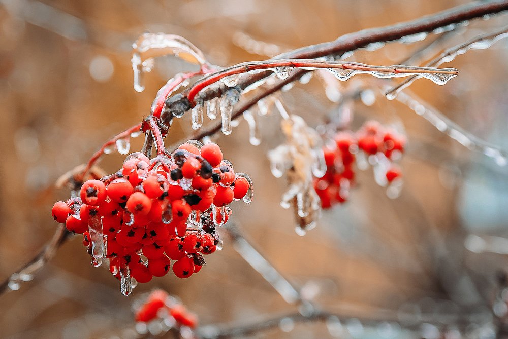 льдинка-рябинка