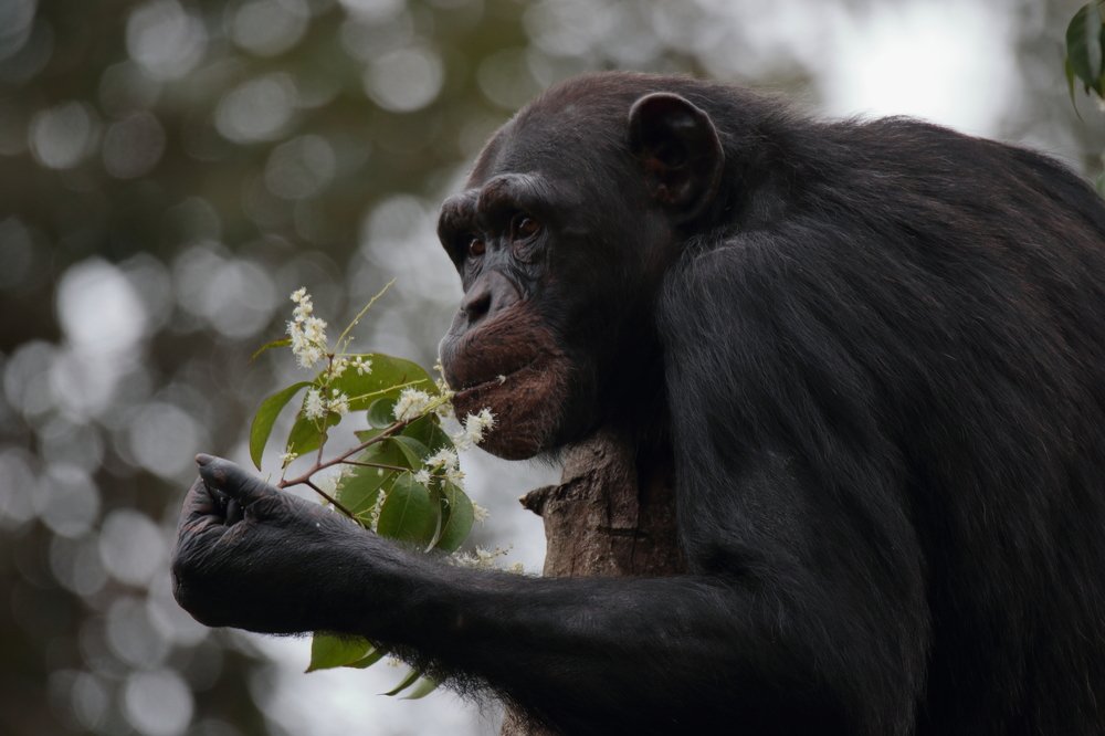 Photograph by Mike Temmerman