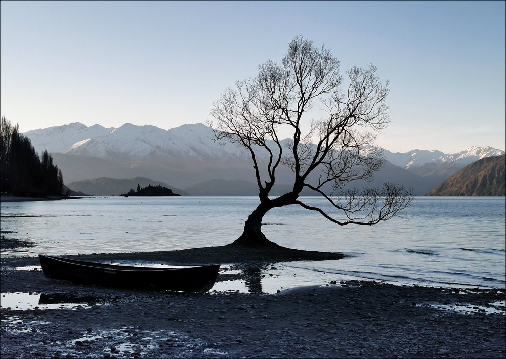 Самое известное дерево Новой Зеландии