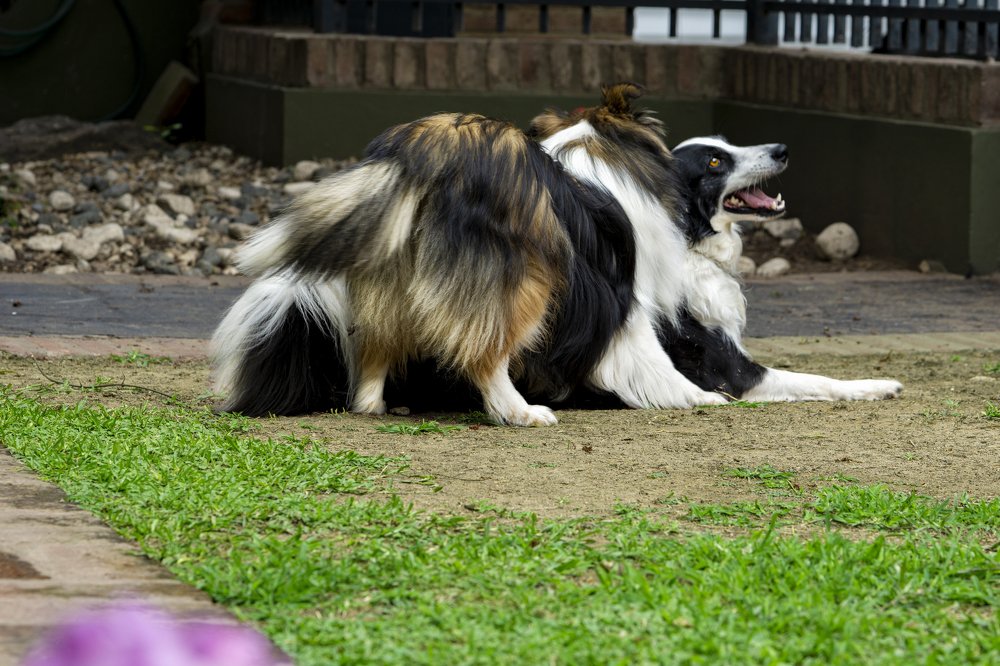 equilibrio por ser jefe de la manada