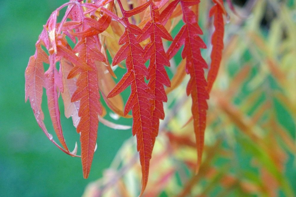 autumnal red leaves on Leman lake