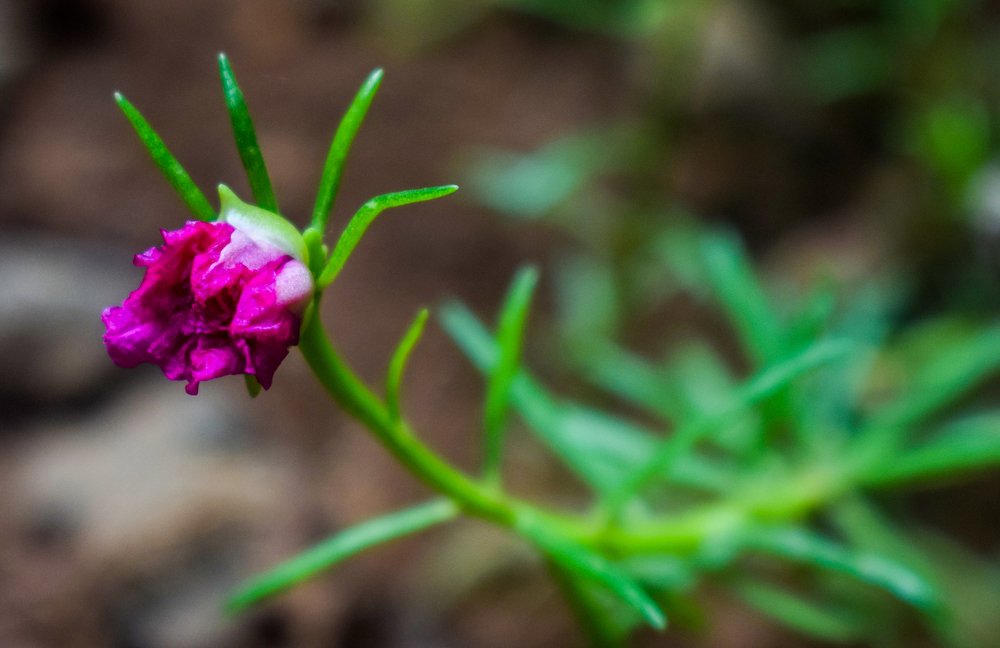 Photograph by SIBIN PINHEIRO