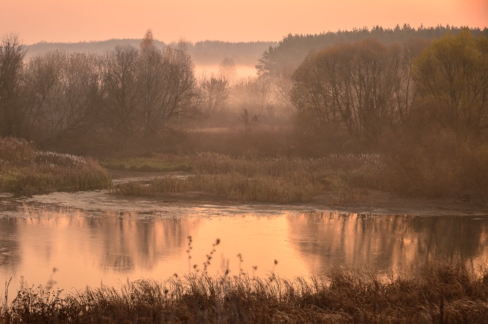 "Бархатный рассвет"