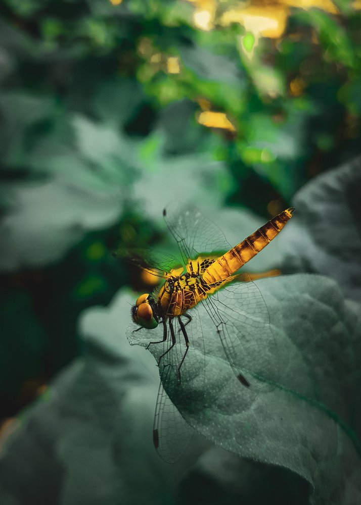 Photograph by Kunasekaran Dayanujan