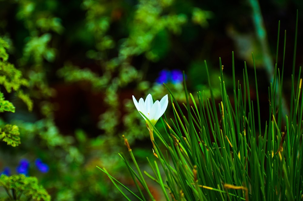 Photograph by SIBIN PINHEIRO