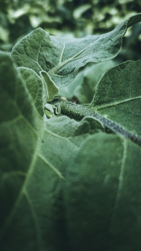 Photograph by Kunasekaran Dayanujan