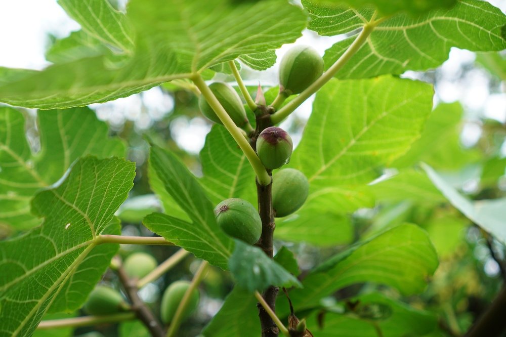 Photograph by Фирсова Ольга