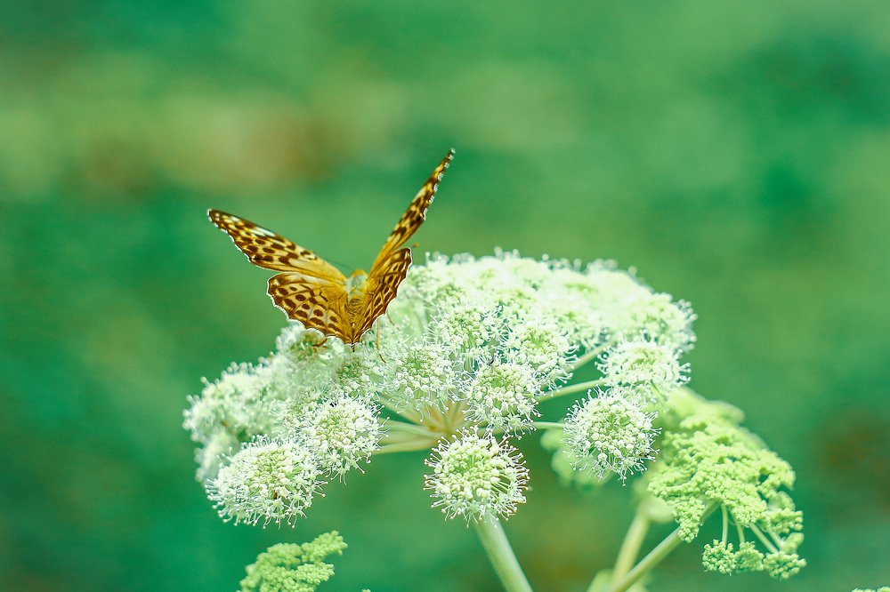 Photograph by Sergey Uskov