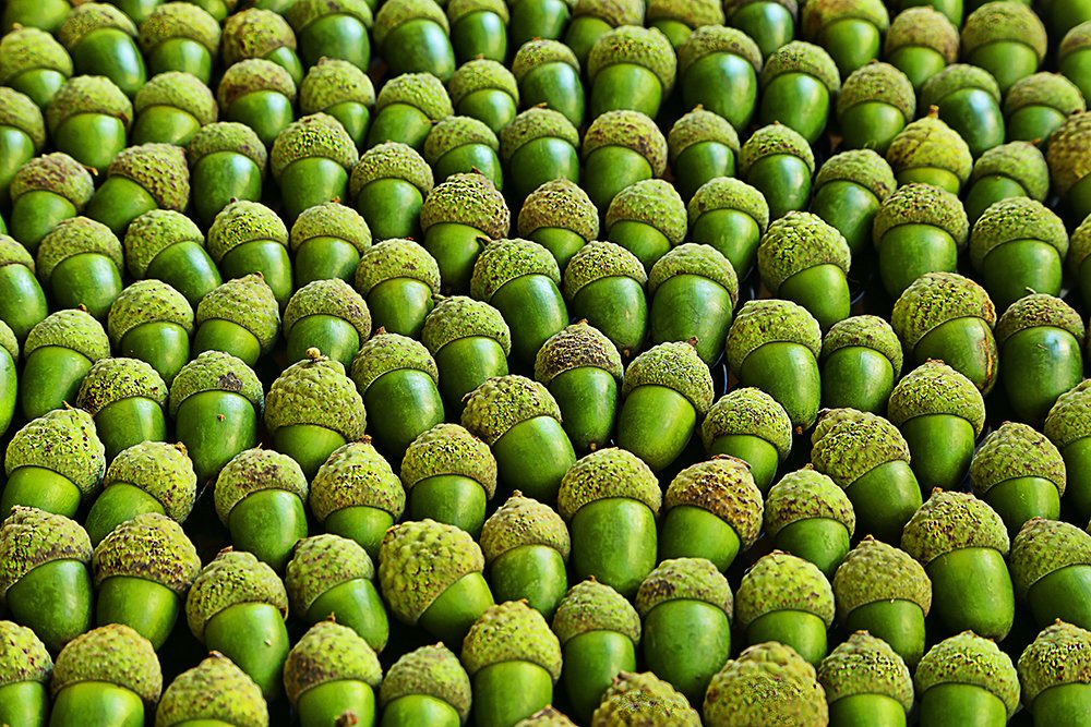 Acorns