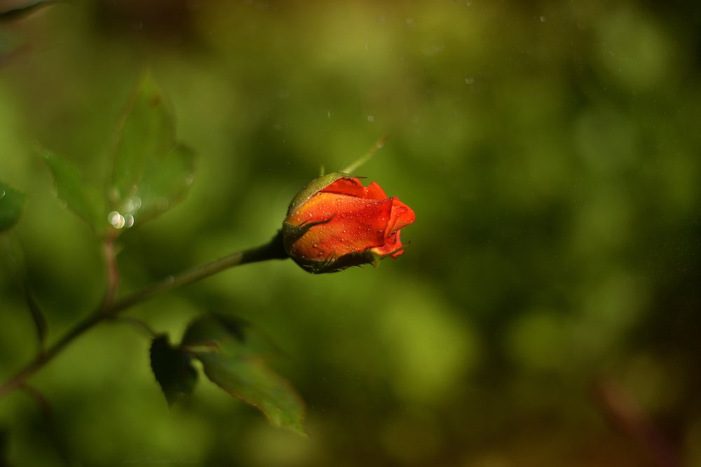 Photograph by Ирина Васильева