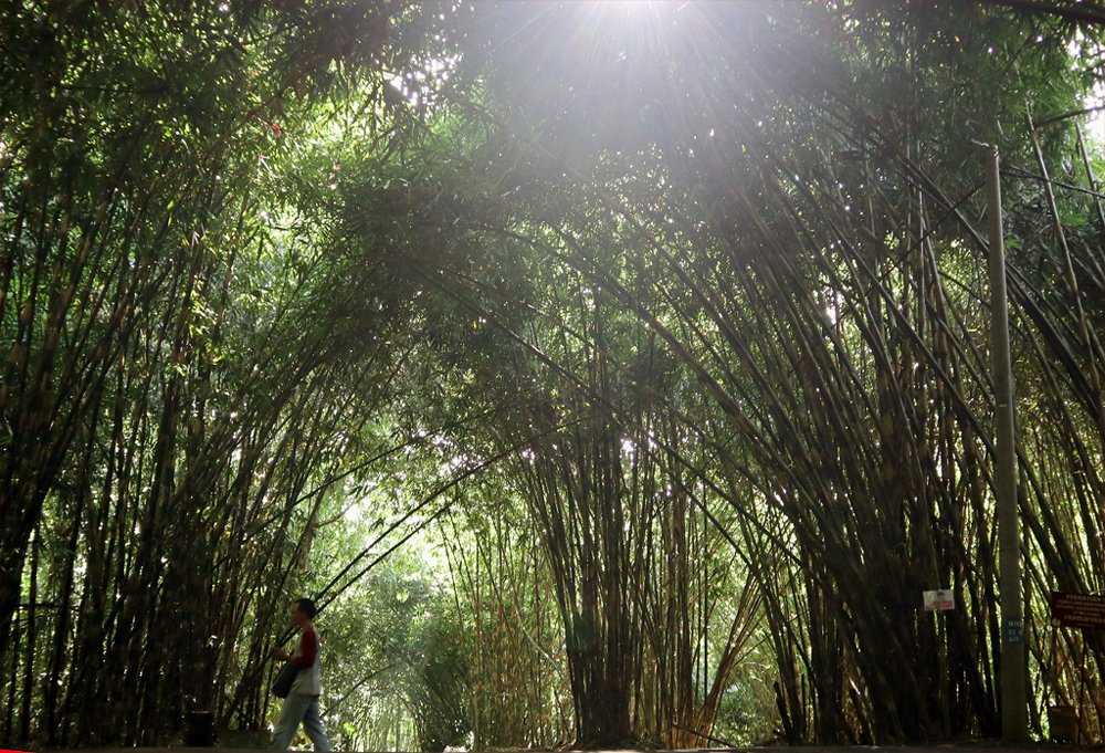 Hutan Bambu