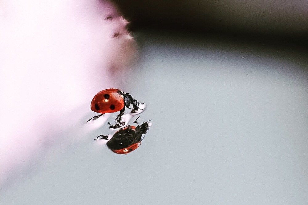 Photograph by Ольга Шайдулина