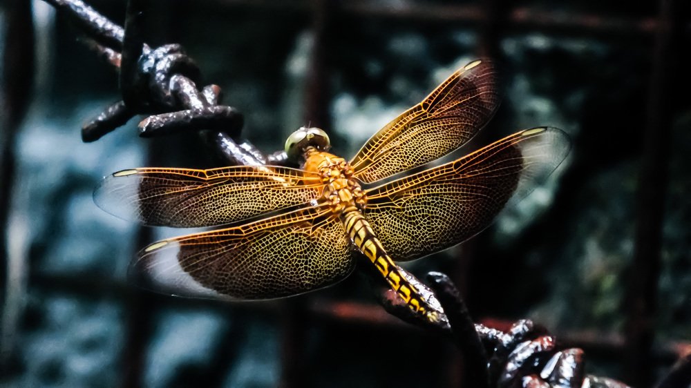 Plight of a Dragonfly