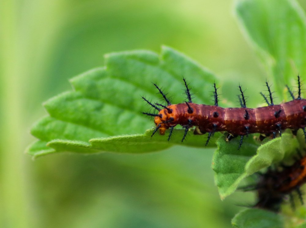 Фотография автора Rajkumar Anantha