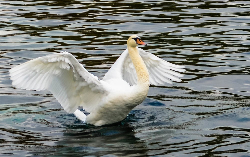 белый лебедь