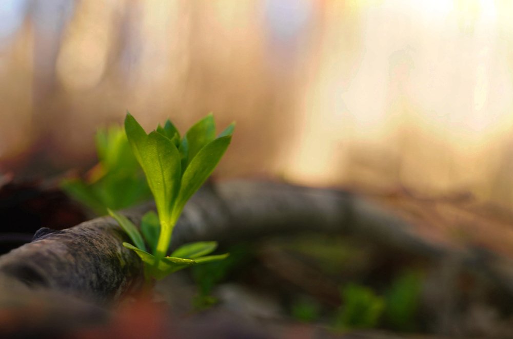 Photograph by Светлана Ульянова