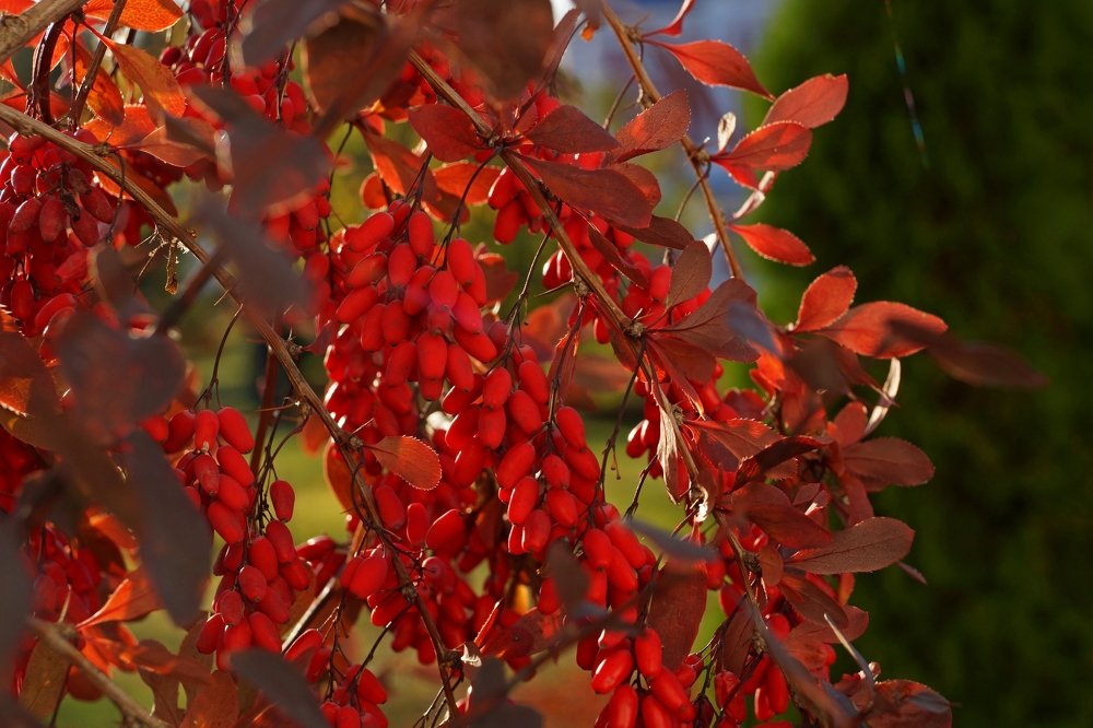 Барбарис. Солотча.