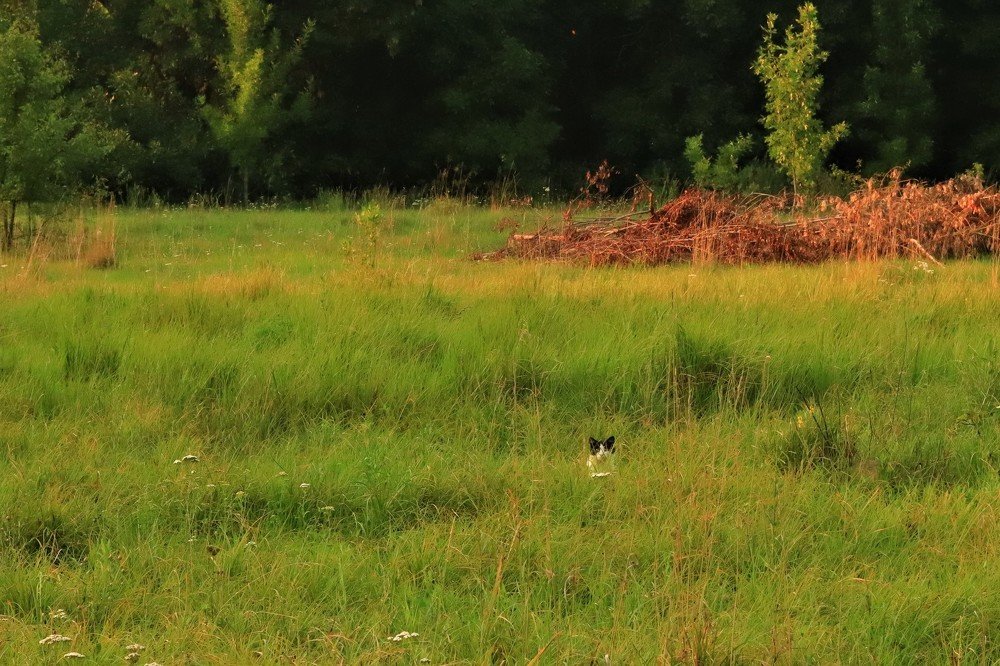 На зеленом лугу