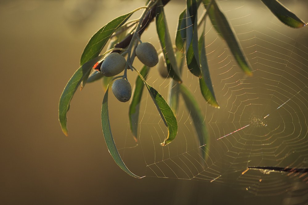 Photograph by Maslova Iryna