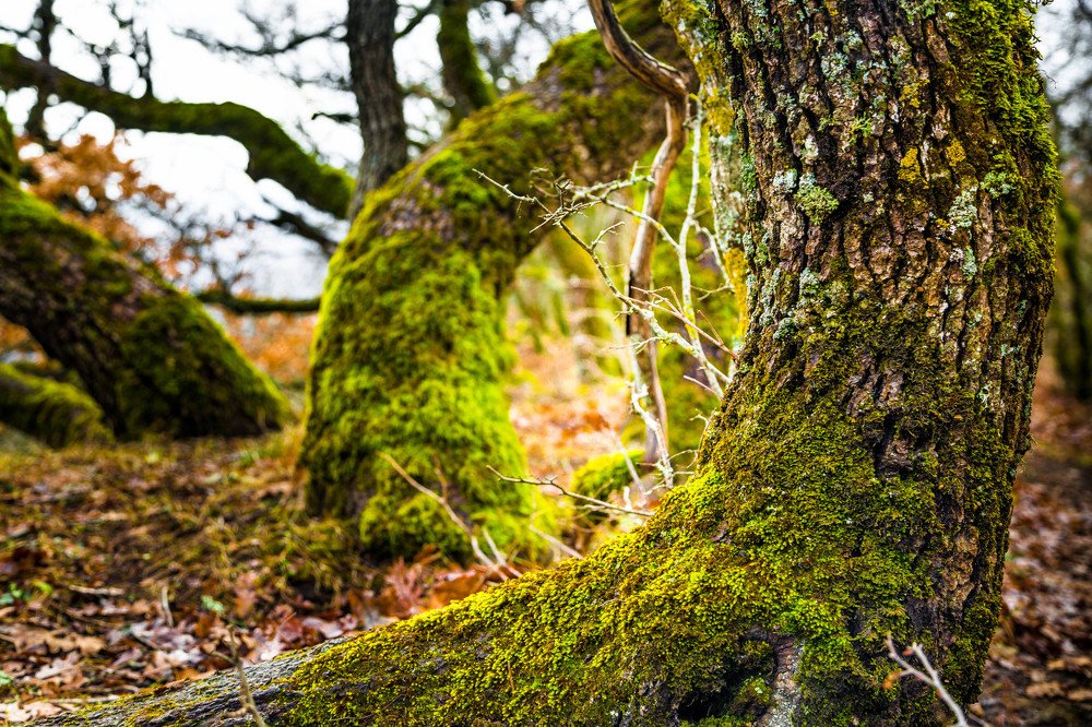 Фотография автора Сергей Ульихин