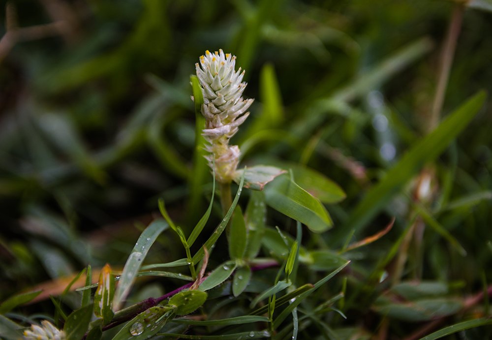 Photograph by Sourojeet Paul