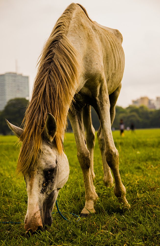 Photograph by Sourojeet Paul