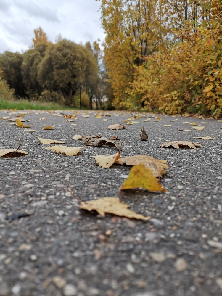 Осень в деталях