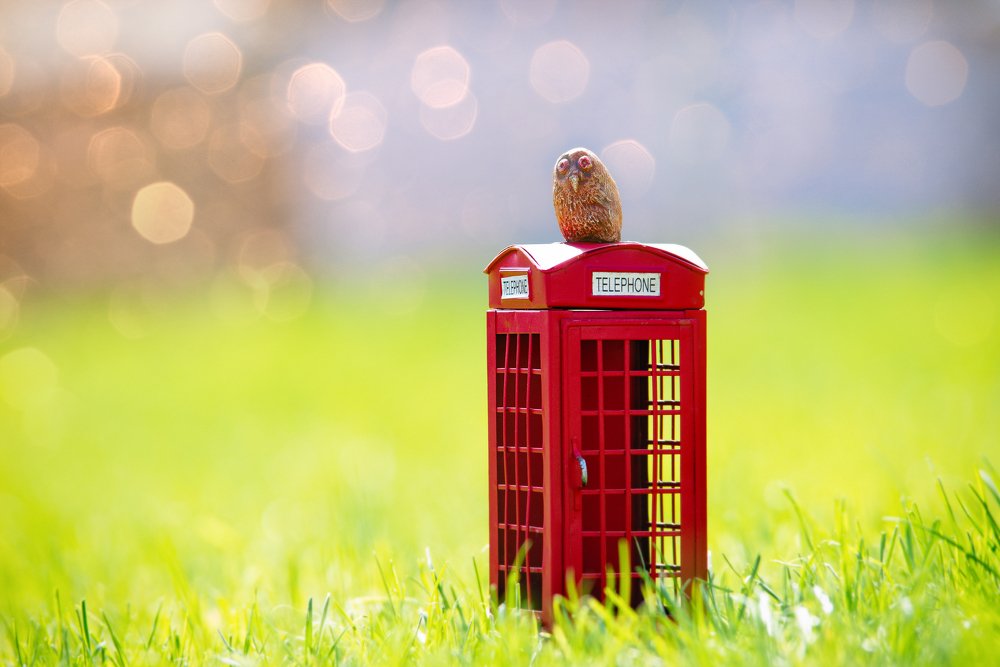 Фотография автора Андрей Сосновский