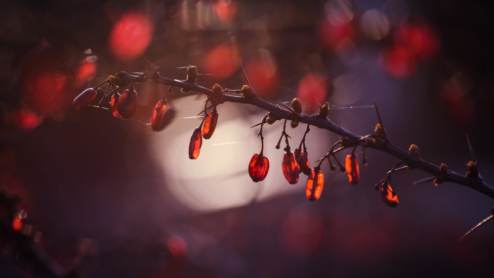 Фотография автора Андрей Сосновский