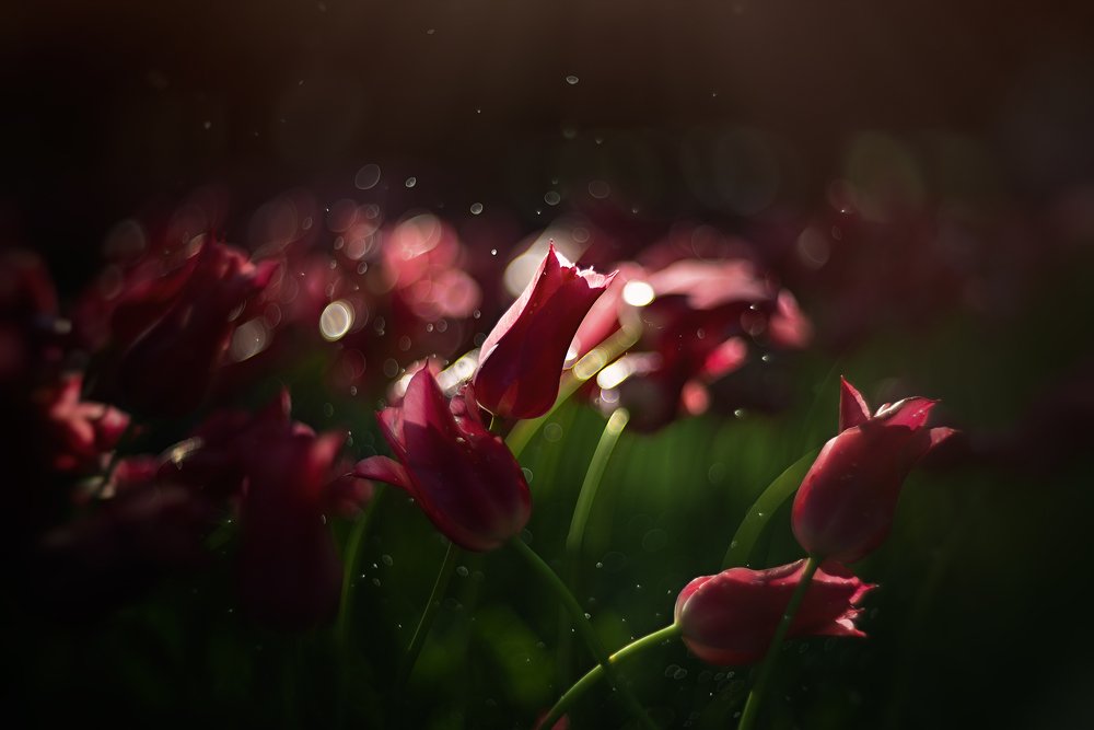 Фотография автора Андрей Сосновский