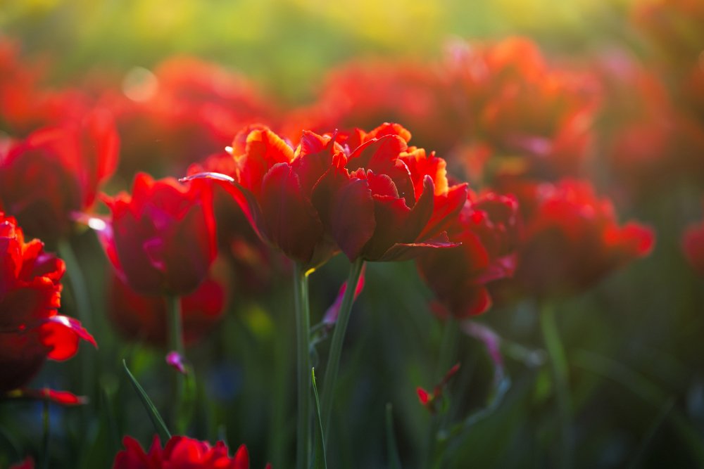 Фотография автора Андрей Сосновский