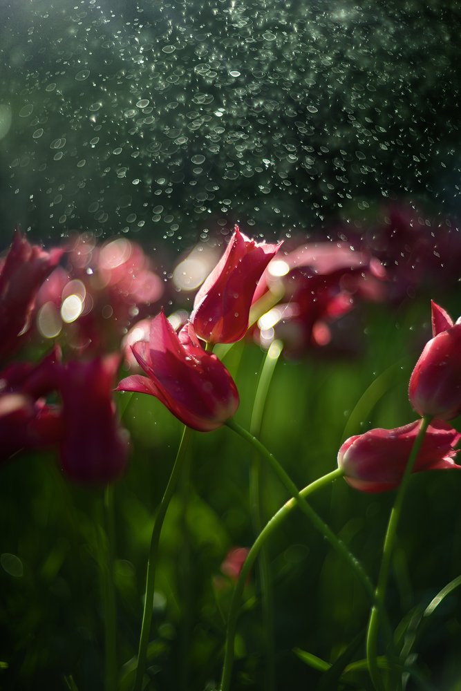 Фотография автора Андрей Сосновский