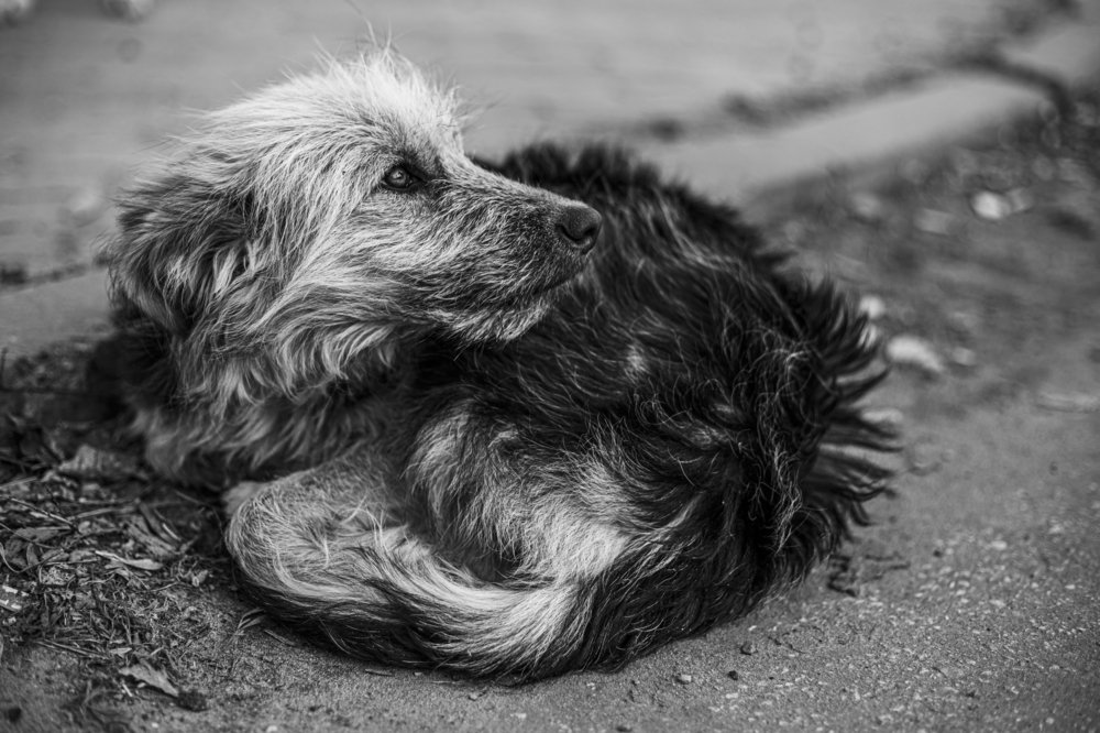 Предательство .