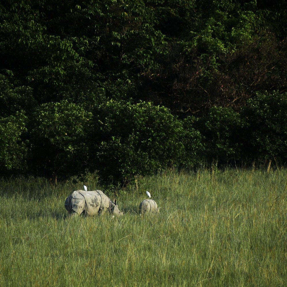 One horn rhino with her baby❣️