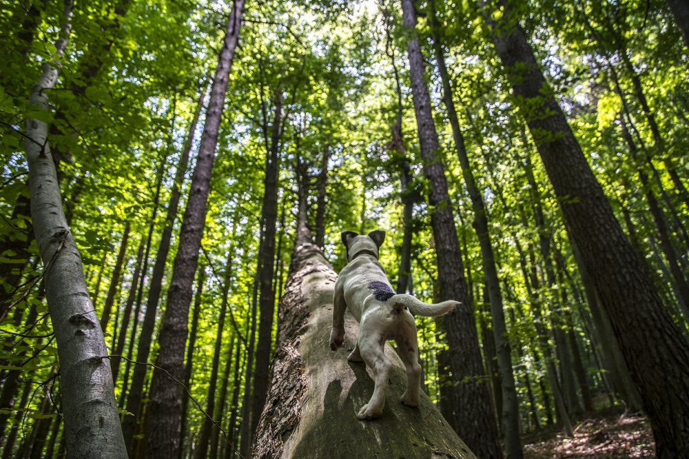 Photograph by Dimitar Markov