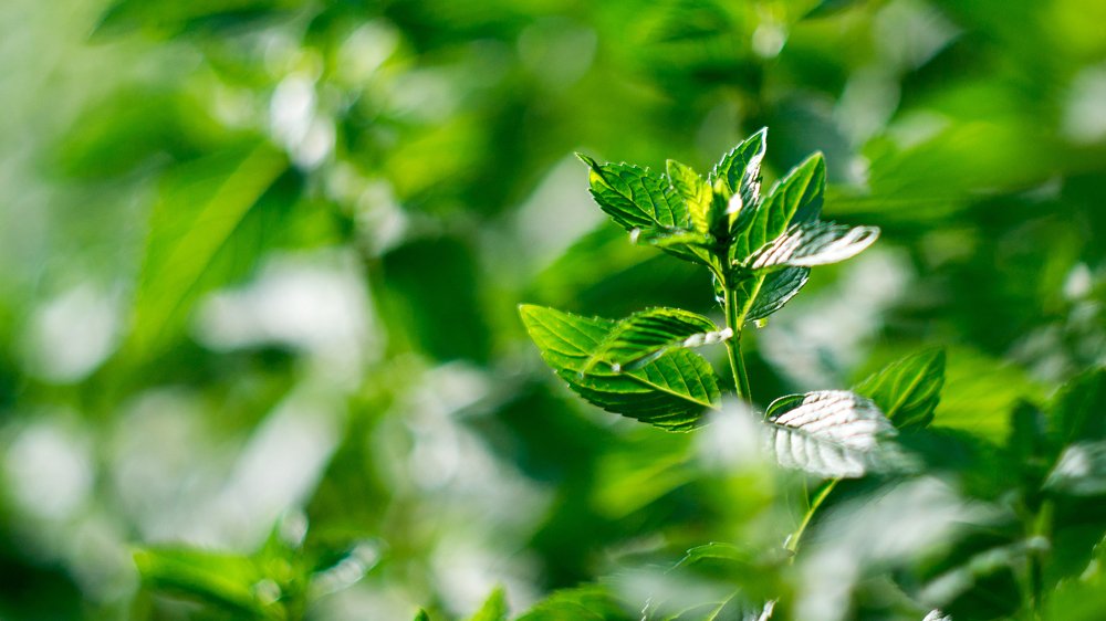 Фотография автора Роман Борисов