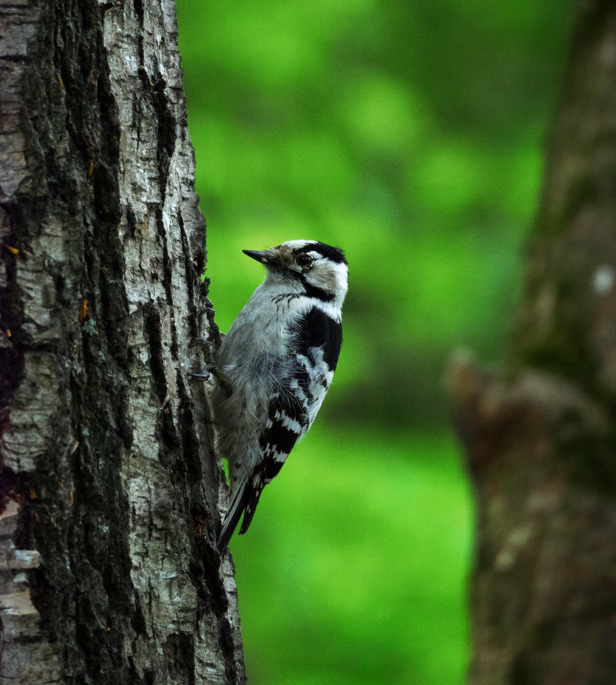 Photograph by Елена Ржевская