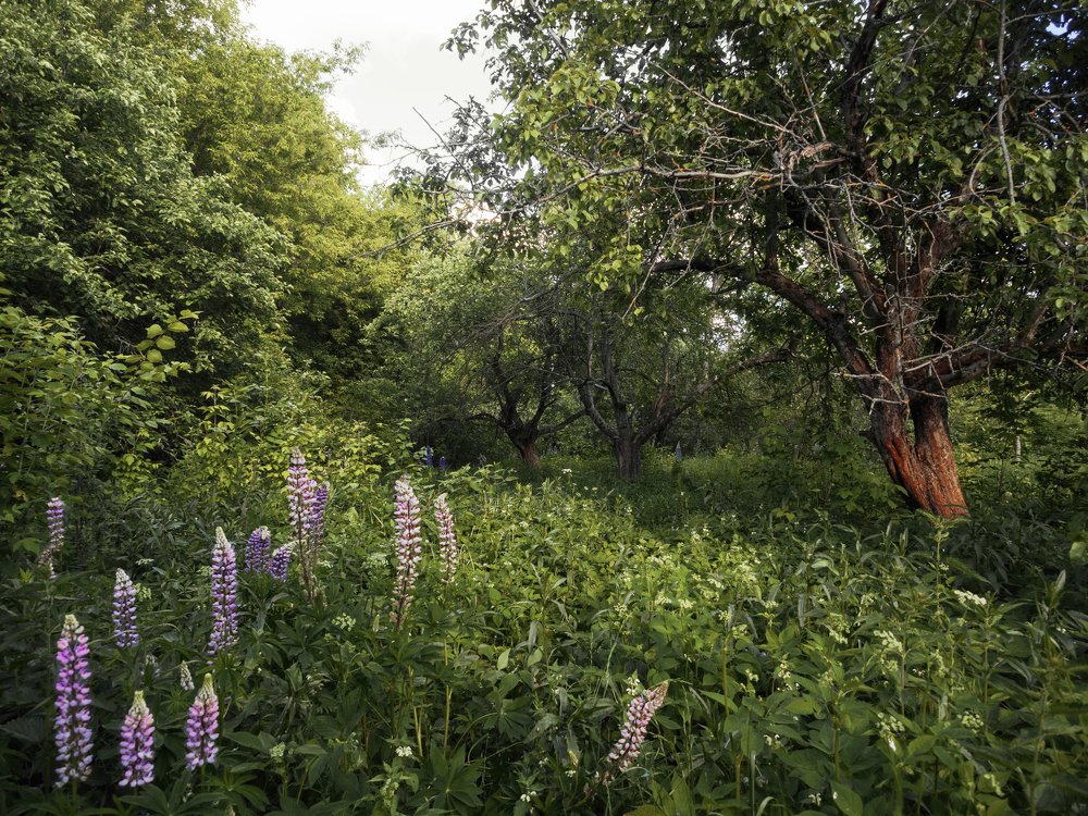 Photograph by Елена Ржевская