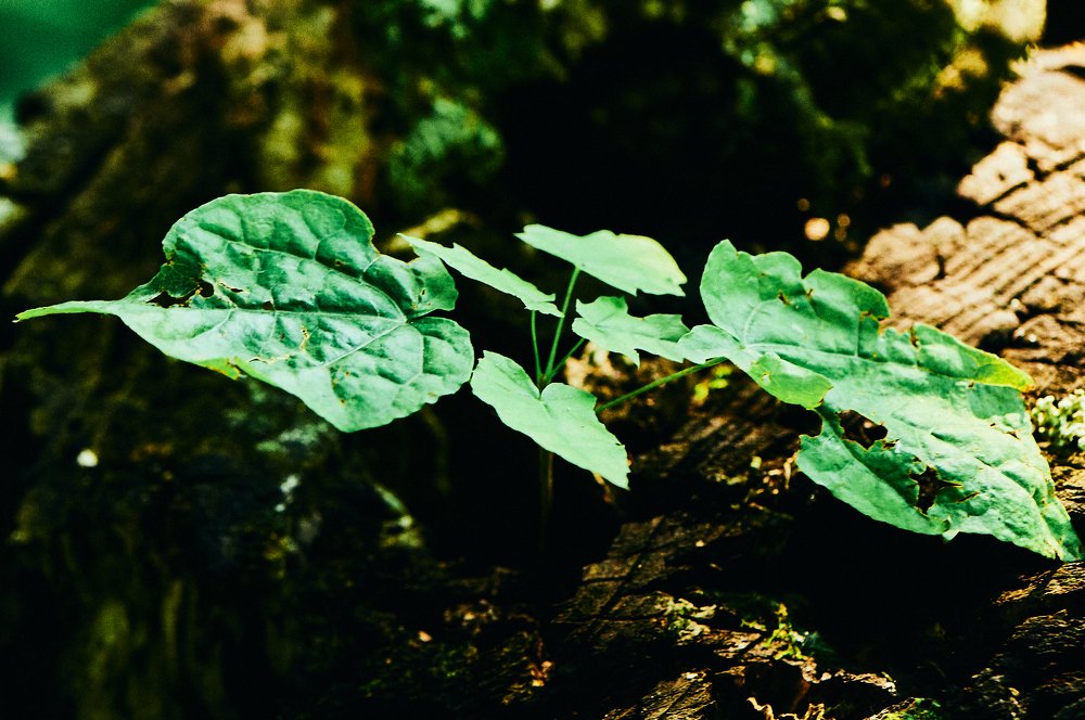Фотография автора Святослав Романяк